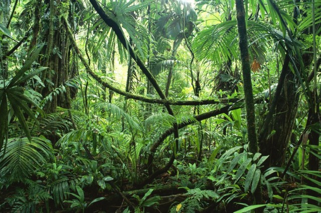 Экваториальные влажные леса