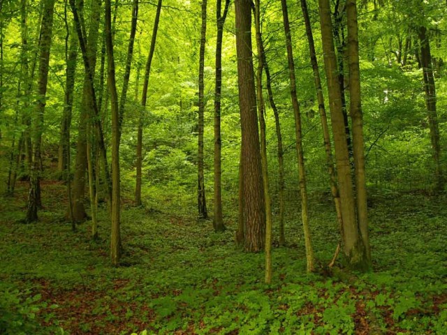 Широколиственные леса умеренного климата