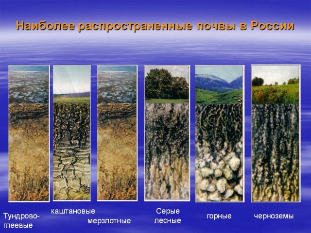 Наиболее распространенные почвы России
