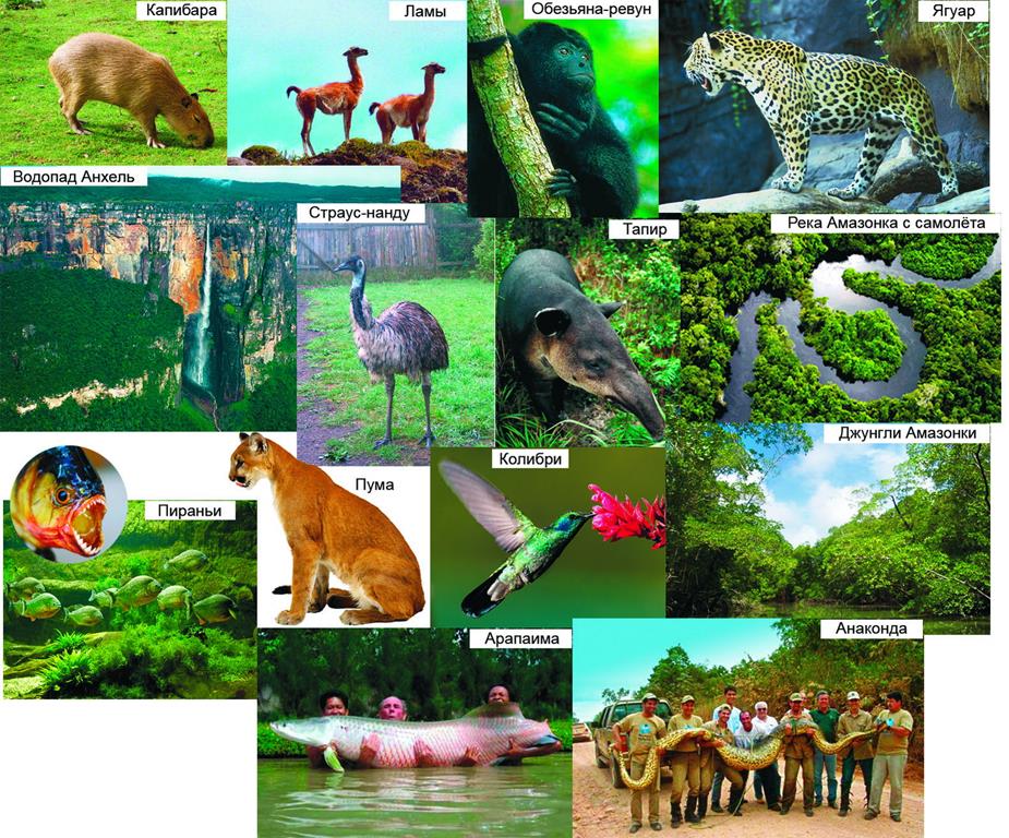 Разнообразие природы Южной Америки