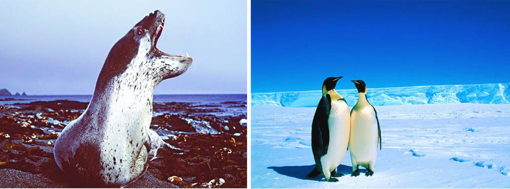 Представители животного мира Антарктиды