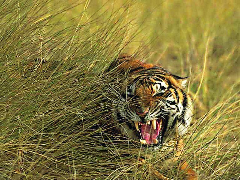 Тигр — представитель фауны Земли