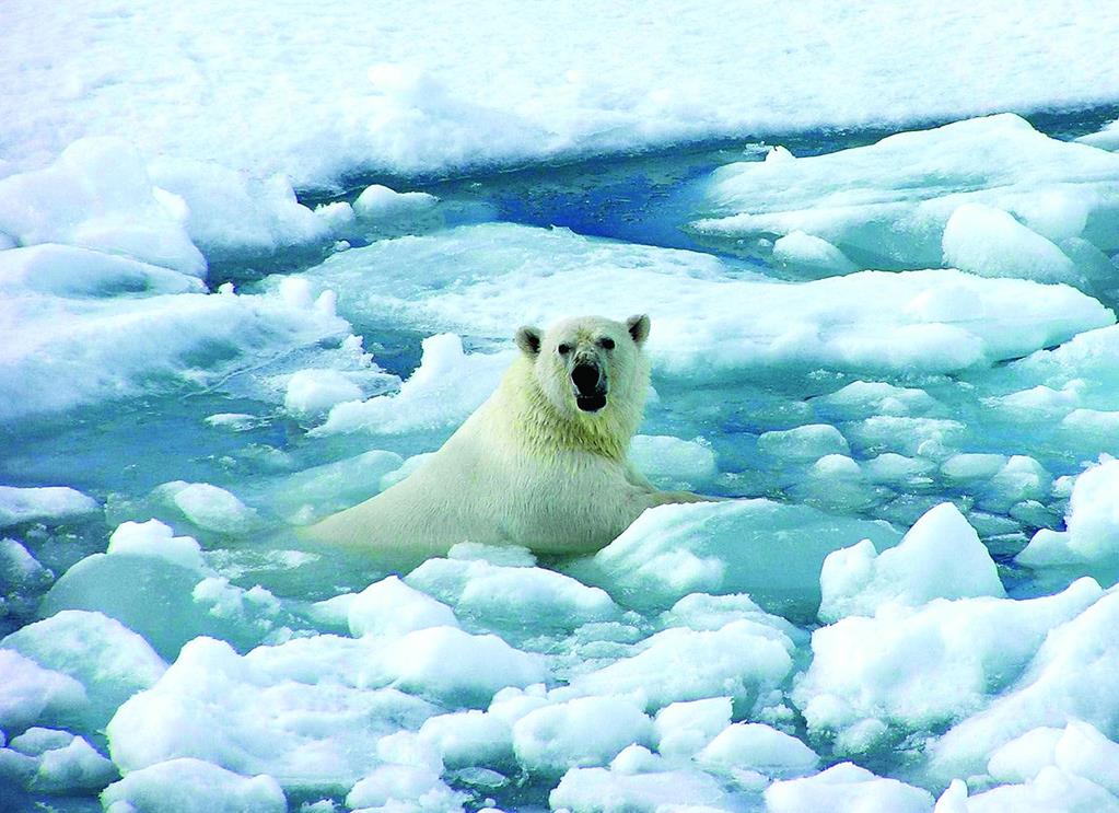 Белый медведь прекрасно себя чувствует в ледяной воде