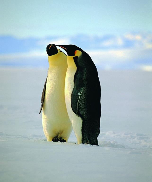 Пингвины — обитатели антарктической пустыни