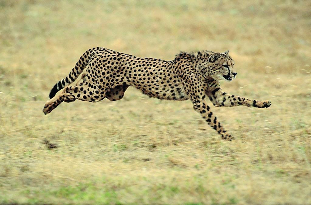 Гепард — самый быстрый хищник планеты