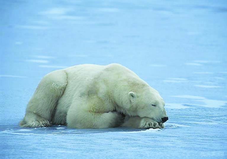Белый медведь большую часть жизни проводит на льду