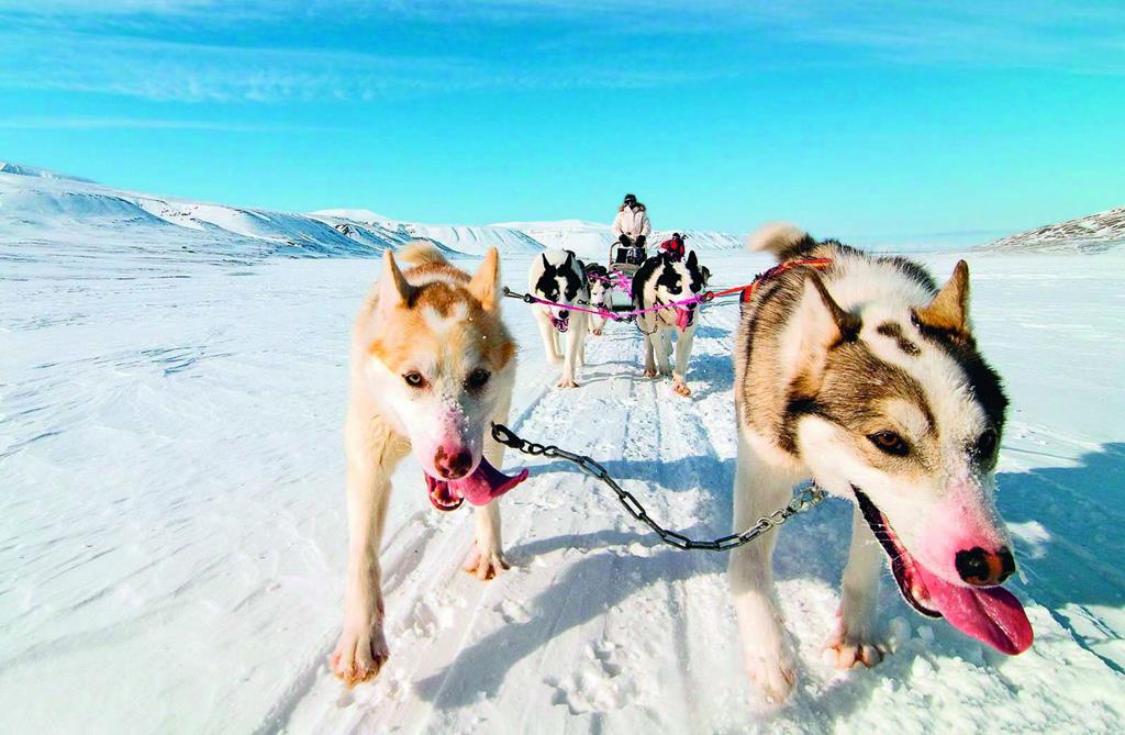Собаки — главные помощники эскимосов