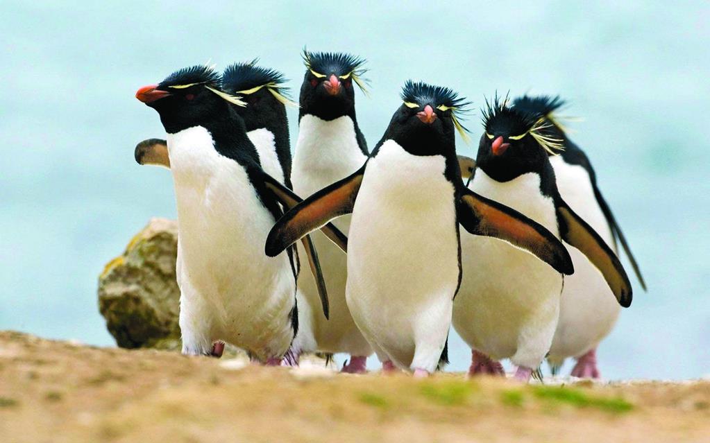 Пингвины направляются к морю