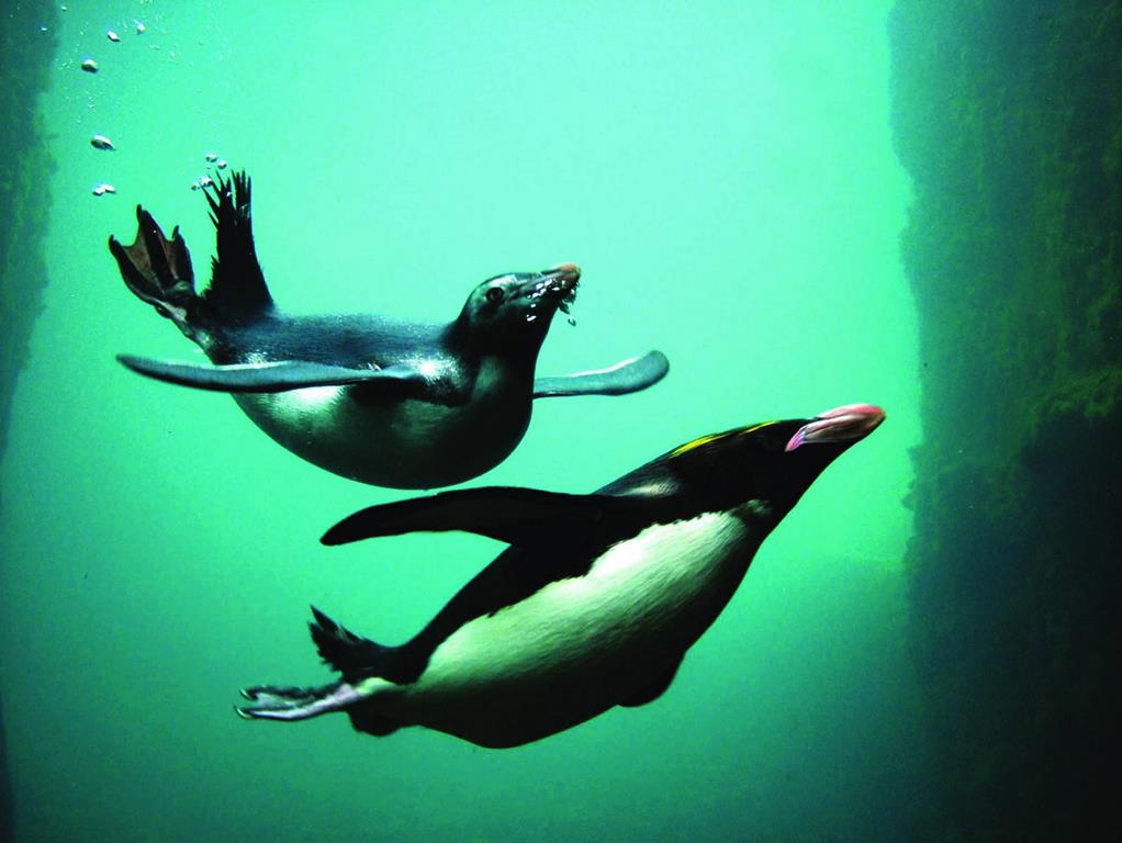 В море пингвины чувствуют себя великолепно