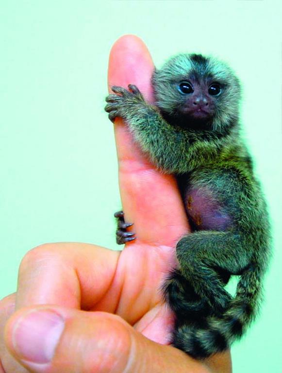 Игрунковая обезьянка на пальце у своей хозяйки