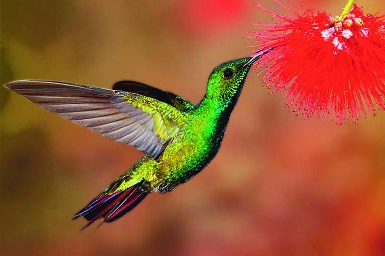 Колибри питается нектаром цветов