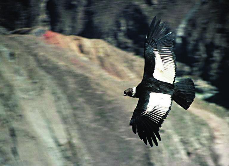 Андский кондор — самая крупная летающая птица планеты