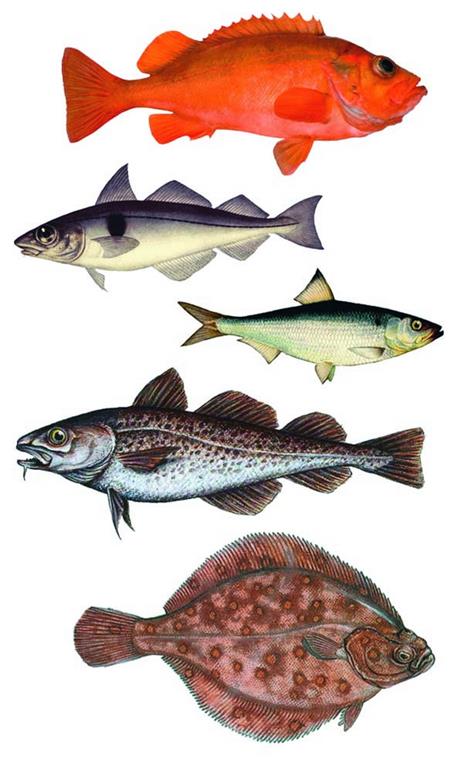 Промысловые рыбы Баренцева моря
