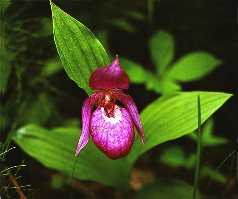 Орхидея венерин башмачок. Прибайкалье
