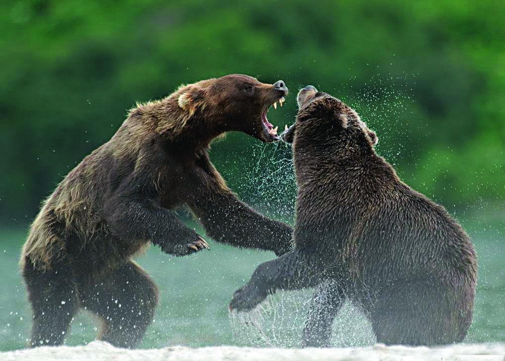 Камчатские бурые медведи