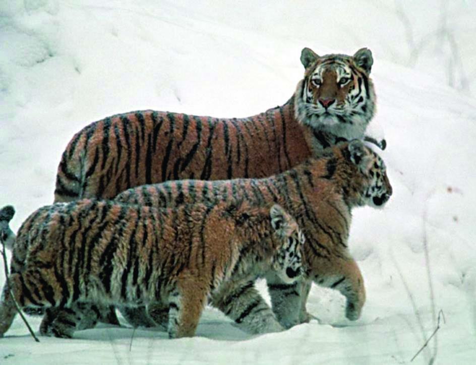 Амурские тигры зимой