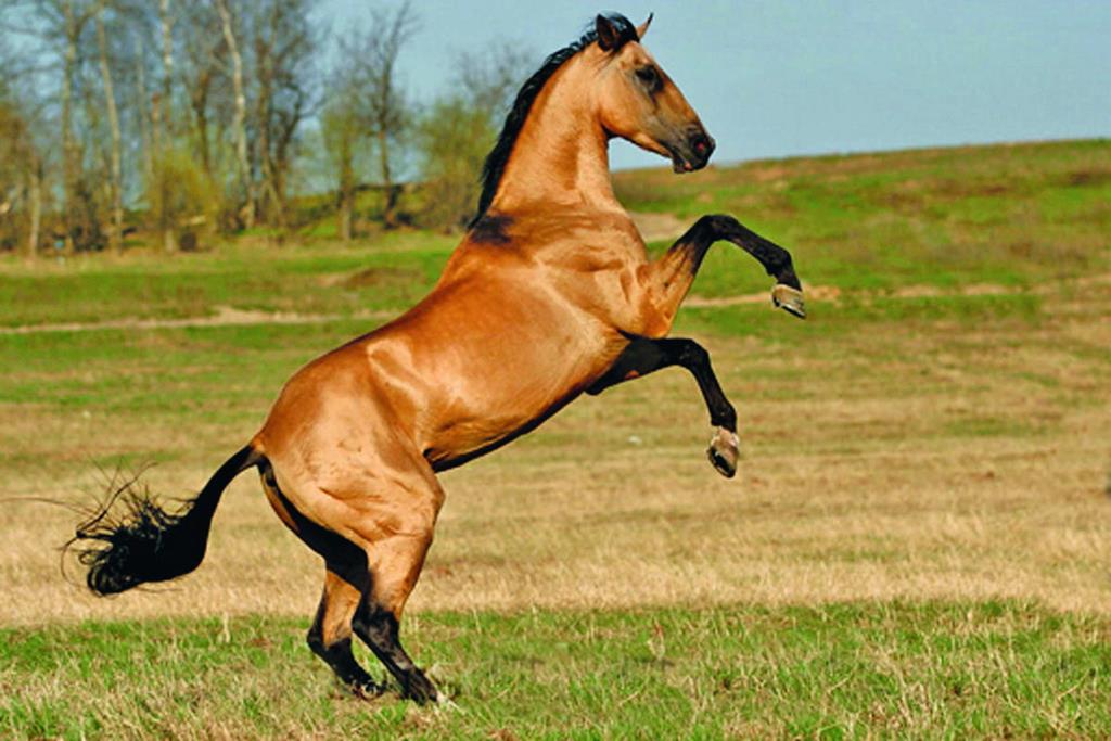 Ахалтекинская порода лошадей — одна из самых древних