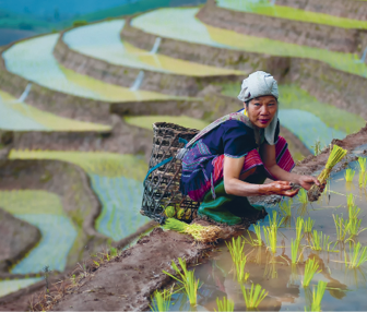 Рисовые террасы — символ многих азиатских стран