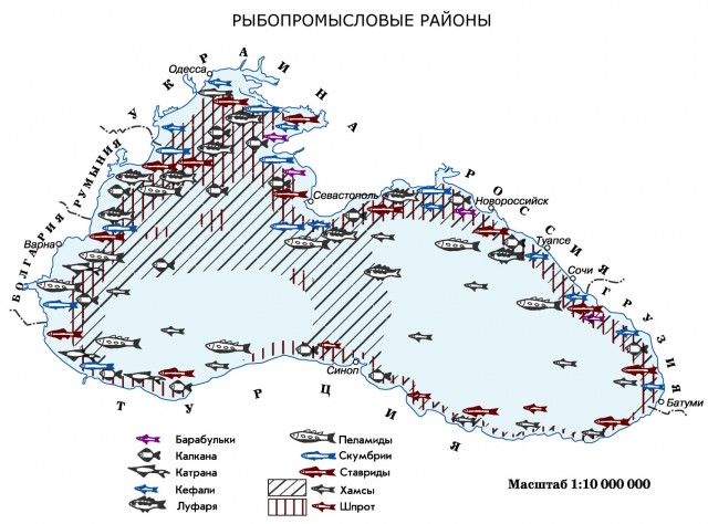 Рыбнопромысловые районы Черного моря