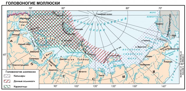 Головоногие моллюски морей российского сектора Арктики