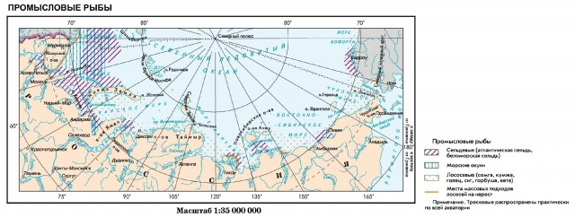 Промысловые рыбы морей российского сектора Арктики