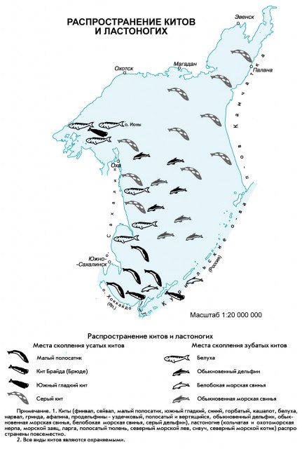 Распространение китов и ластоногих Охотского моря