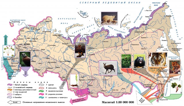 Дикие животные и растения России в незаконной международной торговле
