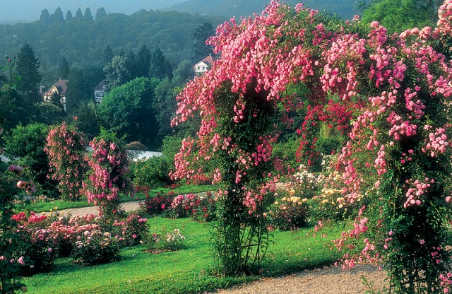 Розовый сад, Баден-Баден