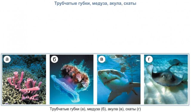 Трубчатые губки, медуза, акула, скаты